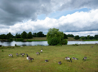 geese graze near pond of petworth park in west sussex