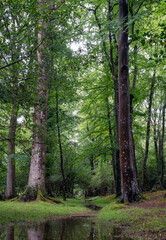 puddle in lush green new forest in hampshire near brockenhurst
