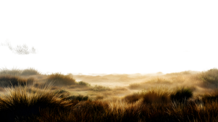 Golden Grass Field, isolated on transparent background