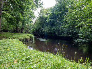 buttercups on bank of forest river in the hampshire new forest