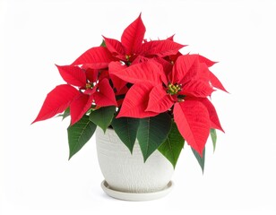 Vibrant red poinsettia plant with bright green leaves is displayed in a simple white pot against a clean white background.