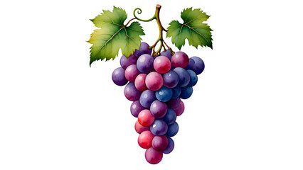 Obraz premium Fresh bunch of red and purple grapes with green leaves isolated on transparent background