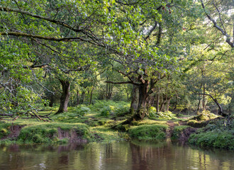 Fototapeta premium forest stream in british new forest national landscape