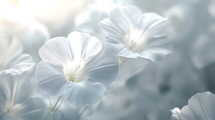 Stunning capture of morning glory flowers in evening glow picture