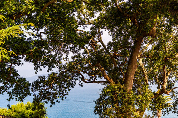 Fototapeta premium Paisaje en Lastres, Asturias, España.