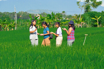 Surrounded by rice plants, four teen girls walk leisurely while holding pink legume seeds in their...
