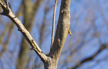 A nuthatch climbs down a tree, blue sky, other bare trees in the background, small songbird climbs down the tree trunk in search of food, Sitta europaea