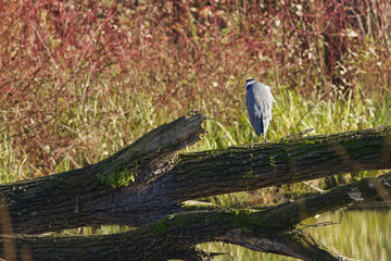 A grey heron enjoys the sun on a fallen tree in a pond,  resting grey heron surrounded by red...