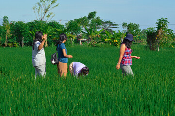 Along a narrow rice path, one teen girl bends down to pick up pink legume seeds that slipped, while...