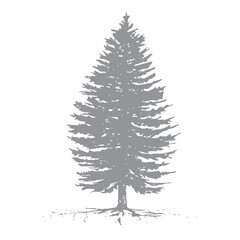 Obraz premium Green Pine Tree with Roots