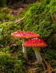 amanita muscaria fly agaric
