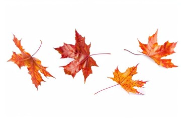 Fototapeta premium Colorful autumn maple leaves isolated
