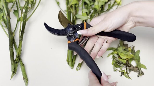 Woman opening pruner with hand to trim stems of bouquet with chrysanthemums, flower care and restoration, prolongation of bouquet life, floristic concept, resuscitation of flowers video