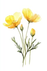 Fototapeta premium A Barbarea vulgaris flower wildflower clip art flowers illustration watercolor.