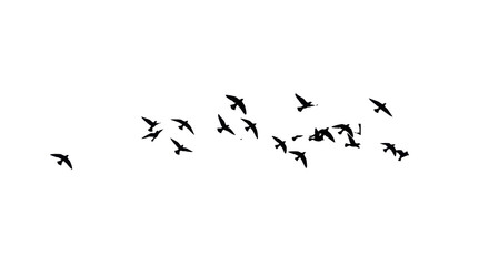 Obraz premium Large flock of small pure black bird silhouettes in dynamic mid-flight poses, scattered against an impeccably transparent studio background. Concept of corporate agility and progress