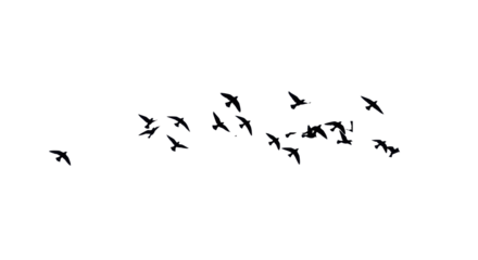 Large flock of small pure black bird silhouettes in dynamic mid-flight poses, scattered against an impeccably transparent studio background. Concept of corporate agility and progress