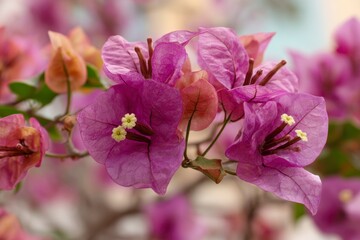 Bougainvillea flowers bloom displaying vibrant magenta petals and small yellow centers