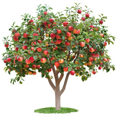 Abundant harvest of ripe red apples on a tree ready for picking in the orchard