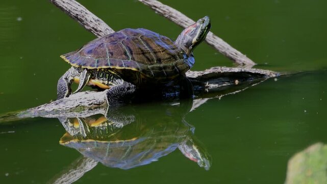 A red-eared slider turtle lies on a wooden log in the water, basking on a sunny summer day, perpendicular to the camera lens.	
