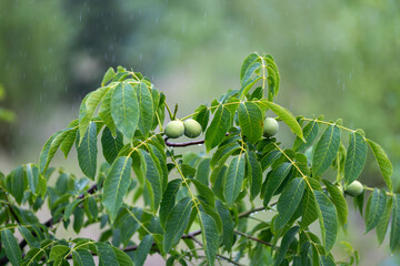 Raindrops cling to vibrant green leaves and unripe walnuts on a tree branch in soft focus...