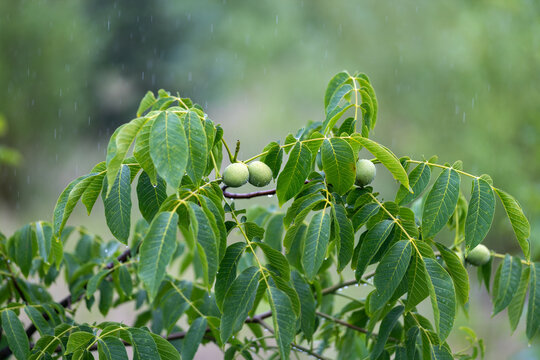 Raindrops cling to vibrant green leaves and unripe walnuts on a tree branch in soft focus background.