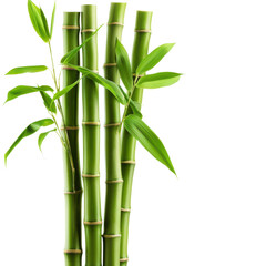 Fresh green bamboo stalks with leaves convey peace and zen