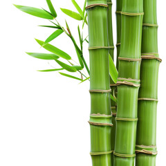 Obraz premium Fresh green bamboo stalks and leaves against a for zen designs