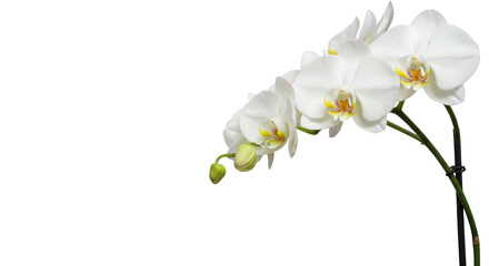 Fototapeta premium transparent Phalaenopsis orchid with delicate blooms and unopened bud, high-key studio backdrop with negative space for copy, soft diffused light, concept of elegant growth