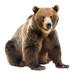 Obraz premium Majestic grizzly bear sitting alert with a powerful gaze in the wild nature habitat