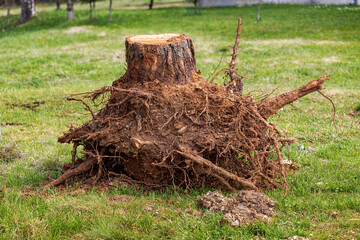 Fototapeta premium Uprooted tree stump lying on grass, showing intricate root system and soil, concept of deforestation or landscaping