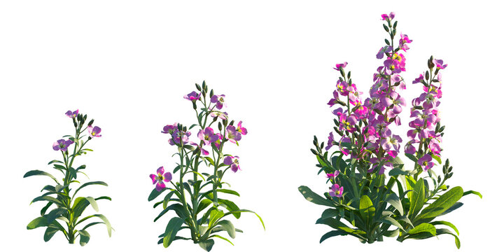 Set of Matthiola incana (Brompton stock, common stock, hoary stock, ten-week stock, and gilly-flower) isolated png on a transparent background perfectly cutout high resolution