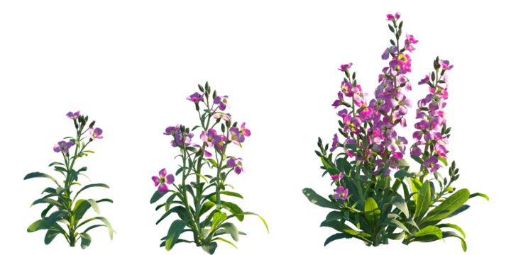 Set of Matthiola incana (Brompton stock, common stock, hoary stock, ten-week stock, and gilly-flower) isolated png on a transparent background perfectly cutout high resolution
