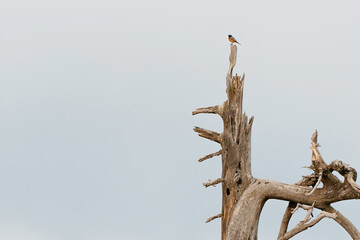 Small bird finds a perch atop a weathered tree trunk, creating a serene scene against a pale sky