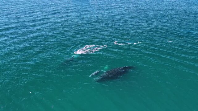 Male escort whale protecting a new born calf whale and its mother while swimming during the migration season. Aerial view