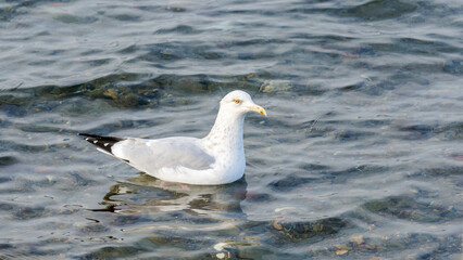American Herring Gull on water, Larus Smithsonianus