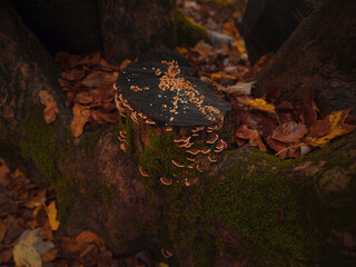 Plitvice Lakes in Croatia during autumn, showcasing stunning waterfalls, vibrant foliage, and crystal-clear waters, creating a magical and serene natural landscape perfect for nature lovers.