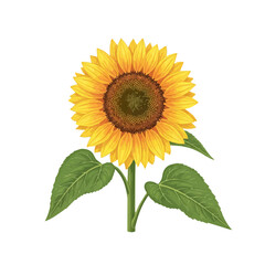 Fototapeta premium Elegant vector of sunflower with long stem and broad green leaves standing upright in bright yellow bloom