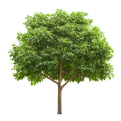 Obraz premium Vibrant Green Leafy Tree Isolated on White Background for Graphic Design Projects
