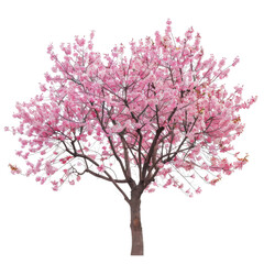 Beautiful pink flowering tree in full bloom against a stark