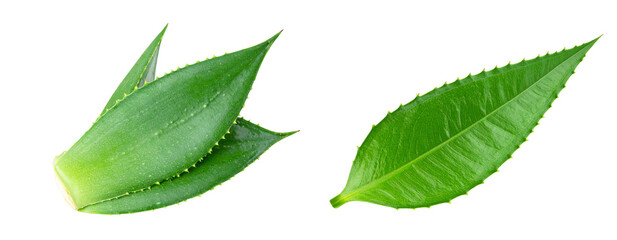 Agave Plant Leaf with Sharp Pointed Tip, isolated on transparent background PNG