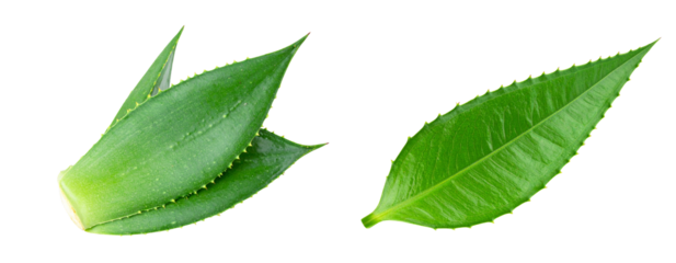 Agave Plant Leaf with Sharp Pointed Tip, isolated on transparent background PNG