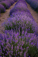 field of lavender
