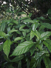 green leaves background
