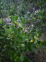 green leaves in the forest