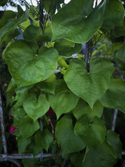 green leaves 