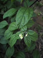small flower in the garden