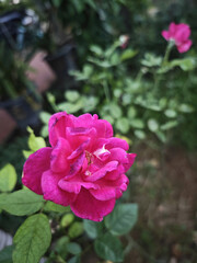 pink rose in garden
