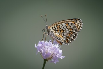 Farfalla arancione, nera e bianca su fiore lilla