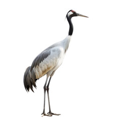 Majestic red crowned crane standing tall against a stark in nature