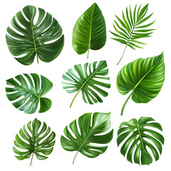 Fototapeta premium Exotic Tropical Leaf Decor Set Isolated on White Background